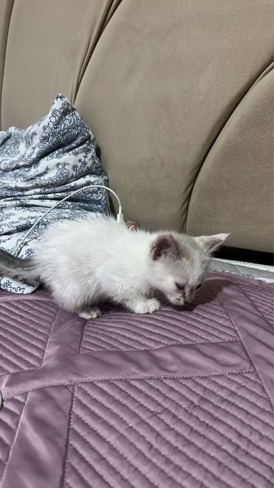 Отдам котенка в добрые руки