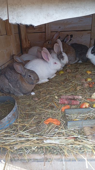 Vând iepuri hecoli , disponibili 7 masculi și 7 femele, vârsta 4 luni