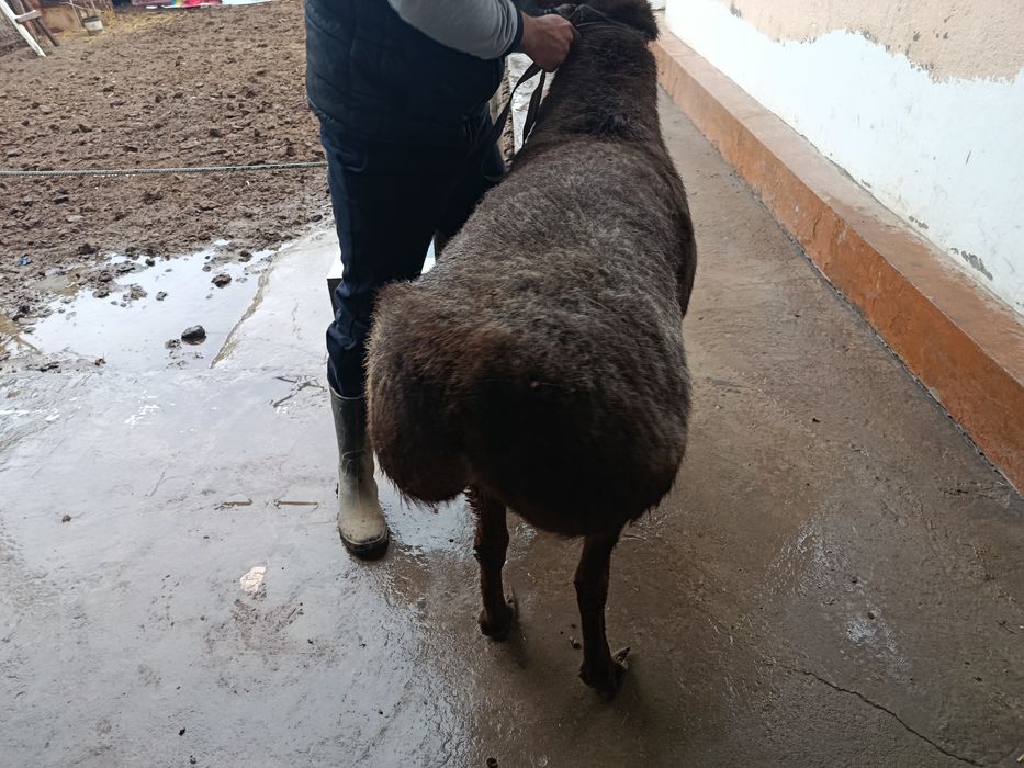 Qochqor sog'lom 1 ta