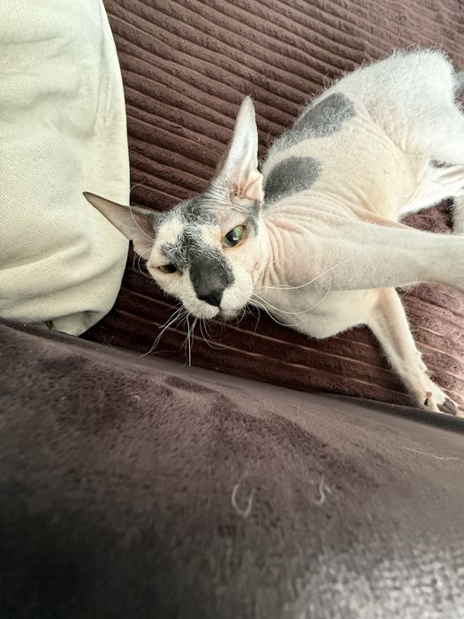 Котенок  сфинкс