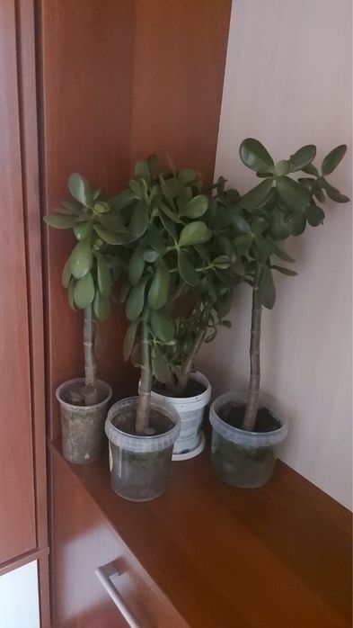 Кактус молодой продам срочно