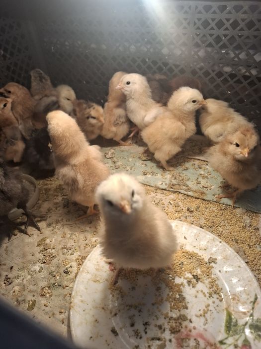 Продам цыплят домашних