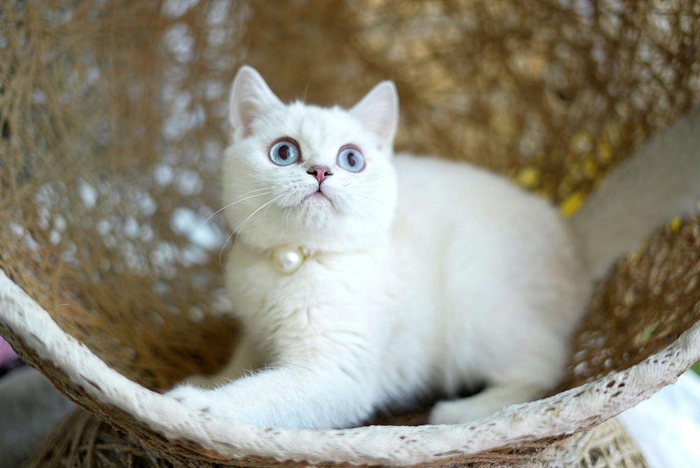 Котята шиншилла голубоглазая