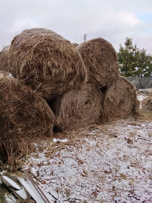 Продам сено прошлого года по четыре тысячи или обменяю на барана прода