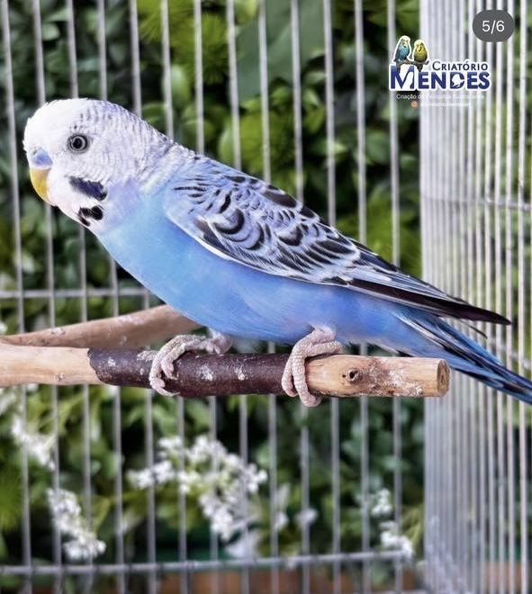 valnistila sotiladi tayyor parla