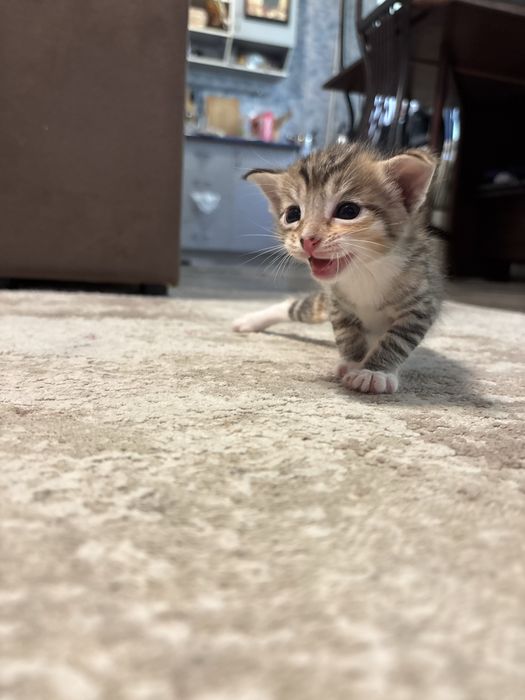 Отдам котят в хорошие руки