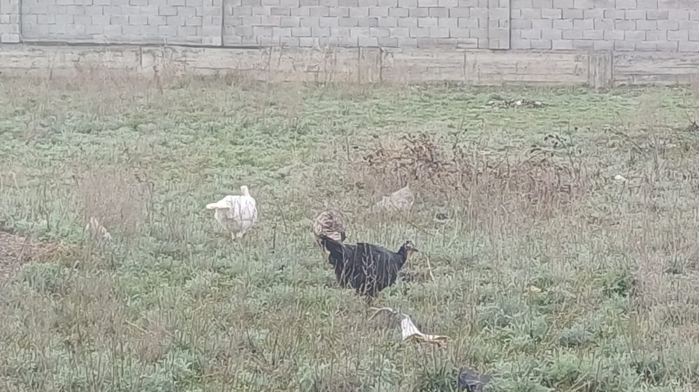 Продам 4 индюка с яйцами