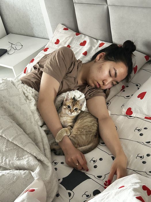 Отдам котика любящую семью