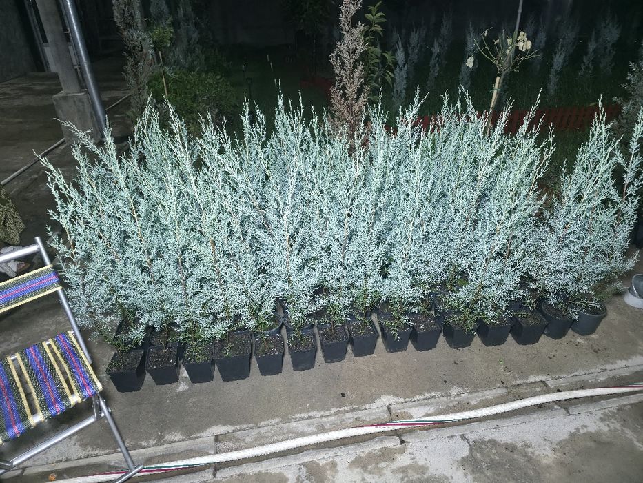 Кипарис Аризоника. 80 - 85 см. ИТАЛИЯ.