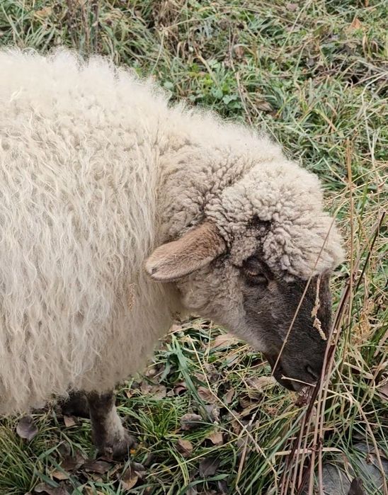 Продам жирного барана