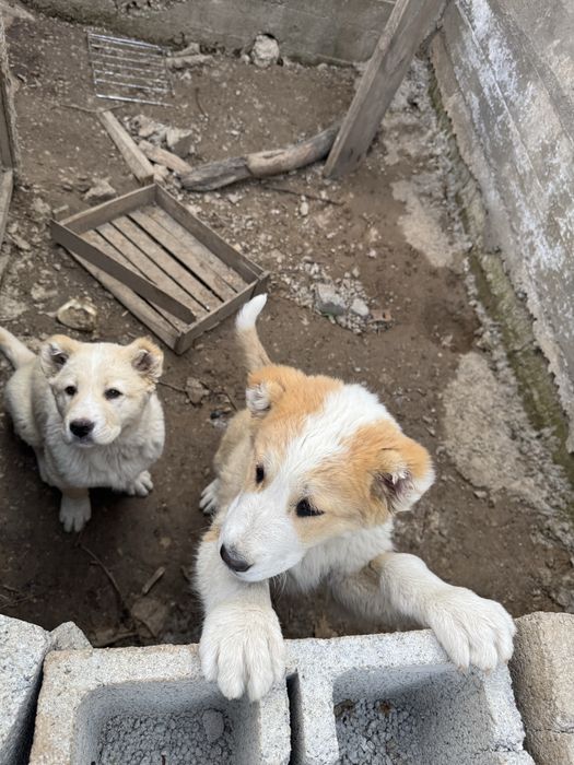 Продается алабай