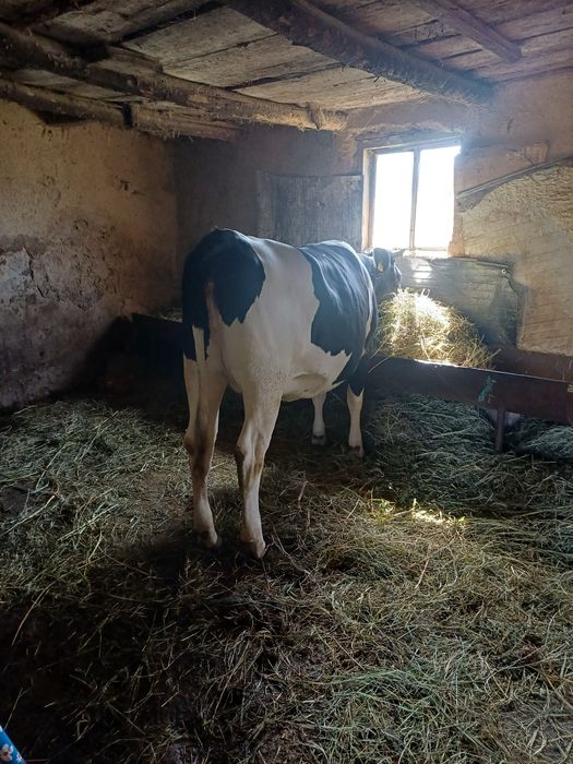 Vând vacă cu 2 viței si juncă gestantă ,5 luni prețul e negociabil
