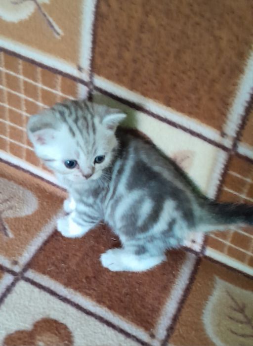 Британские.котята.