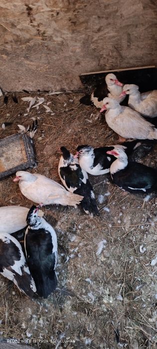 Продам уток, утки, индоутки