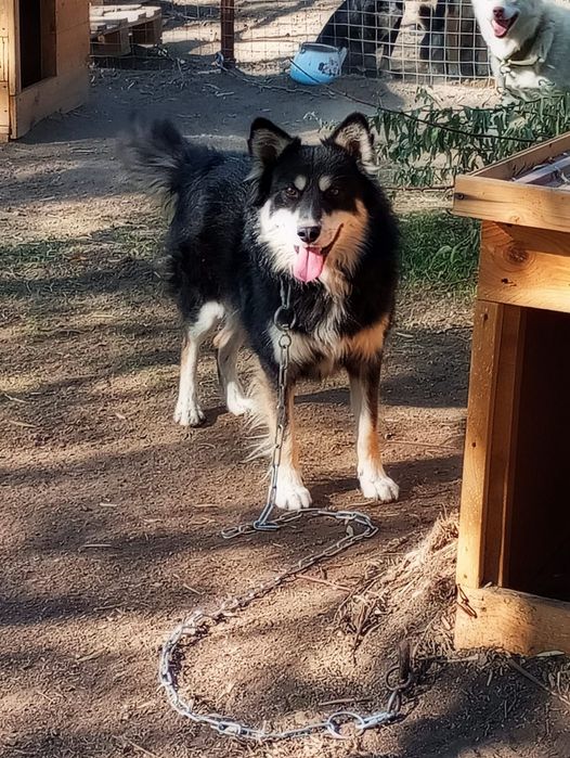 Собака ищет дом!