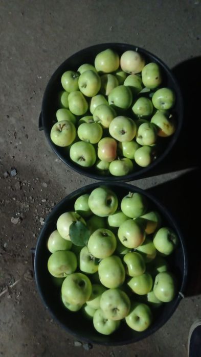Продам  свежие яблоки