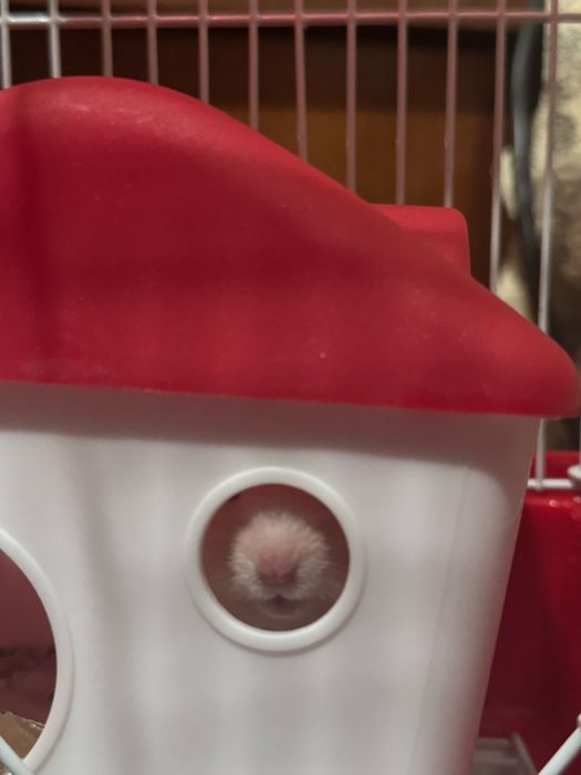 Хомяк , клеткаси билан