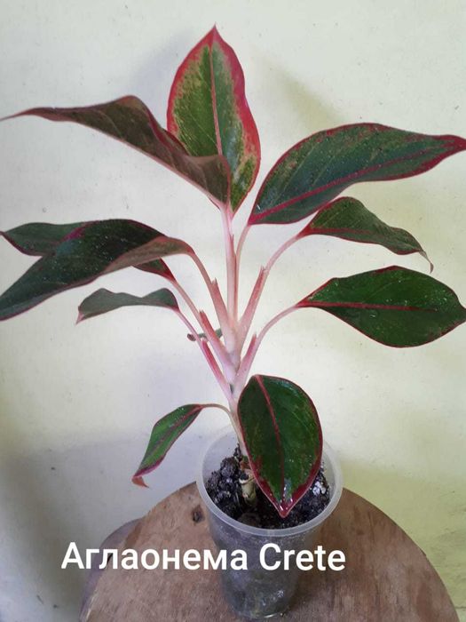 Аглаонема (Aglaonema)