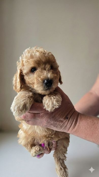 Щенки карликового пуделя