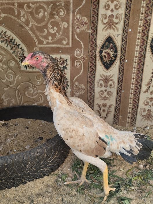 Дакан курица хороших кровей