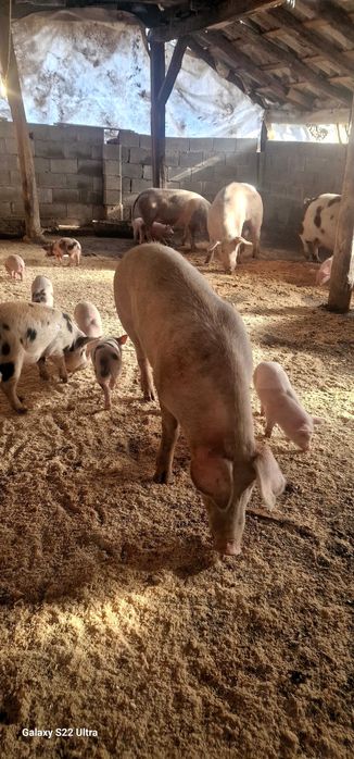 Прасета малки и големи