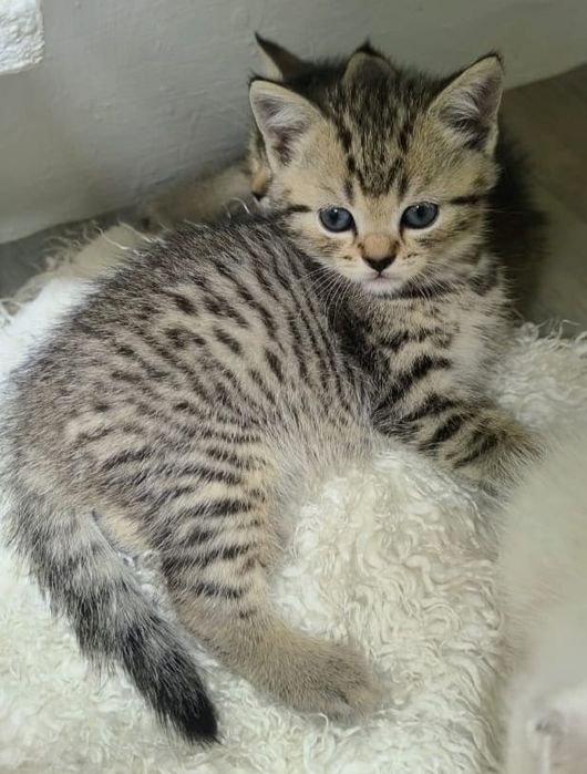 Кошечки шотландские