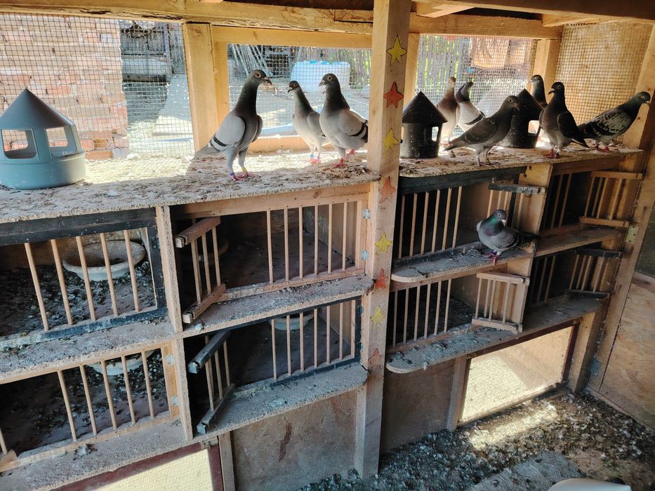 Vând porumbei voiajori