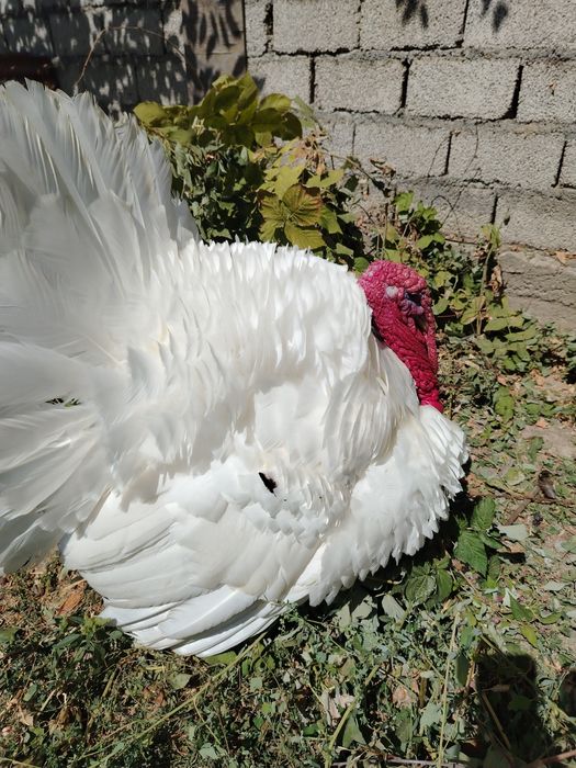 Big Kurka sotiladi zotli o'zim qaraganman damawniy. Tel qsez keliwamz