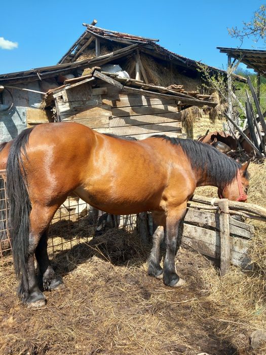 Vand cai de varsta mare