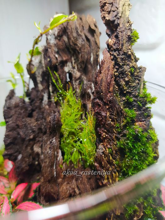 Продается флорариум.