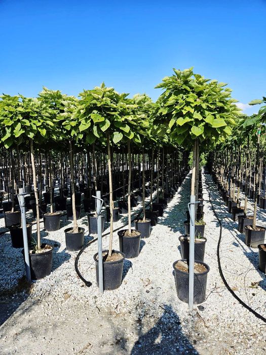 catalpa  globular  salcie