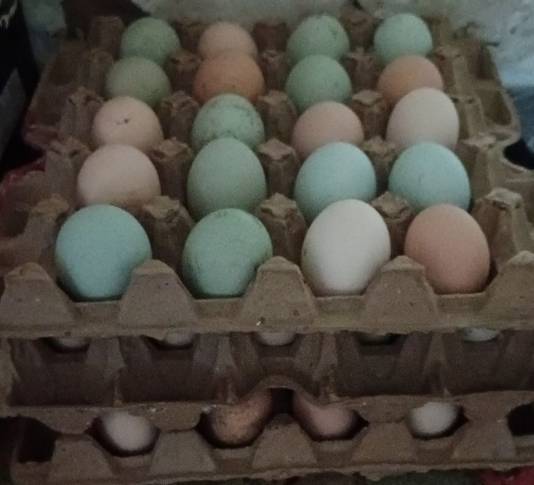 Инкубационые яйца