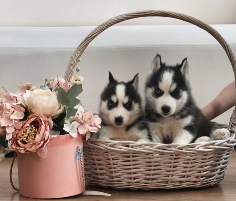 Щенки сибирской хаски.