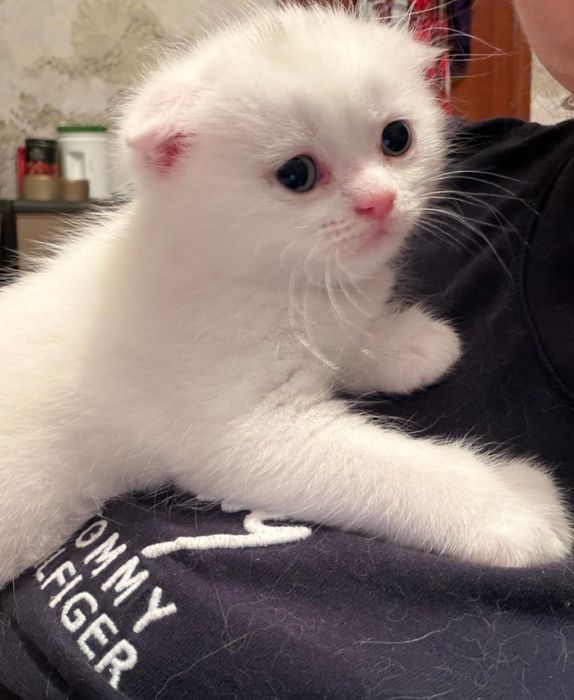 Продаютс котята британцы