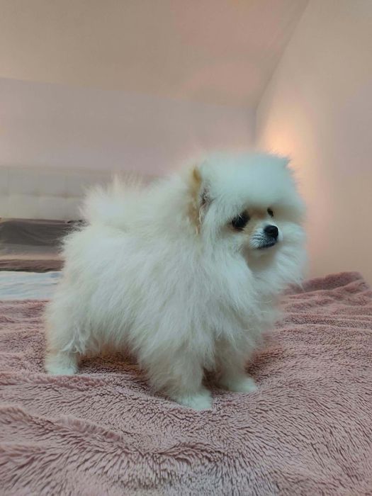 Pomeranian cățelușă