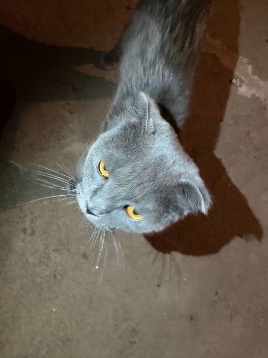 Скотиш фолд sotiladi