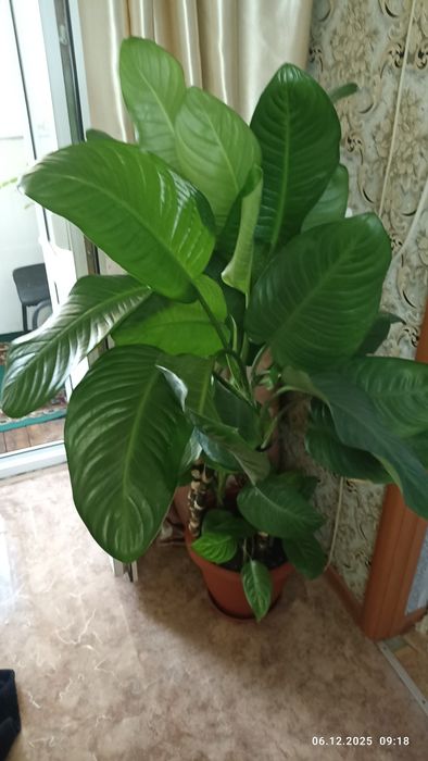 Комнатные растения