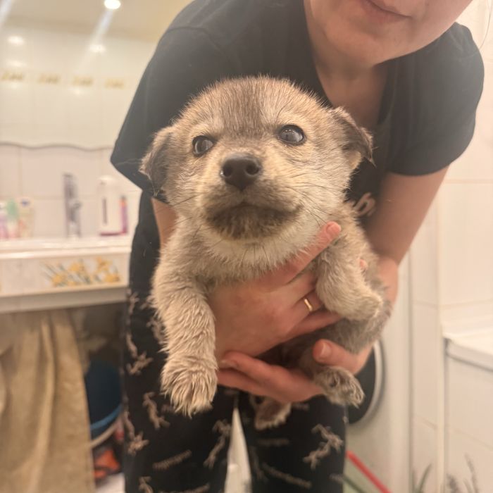 Отдам щенков Лабски