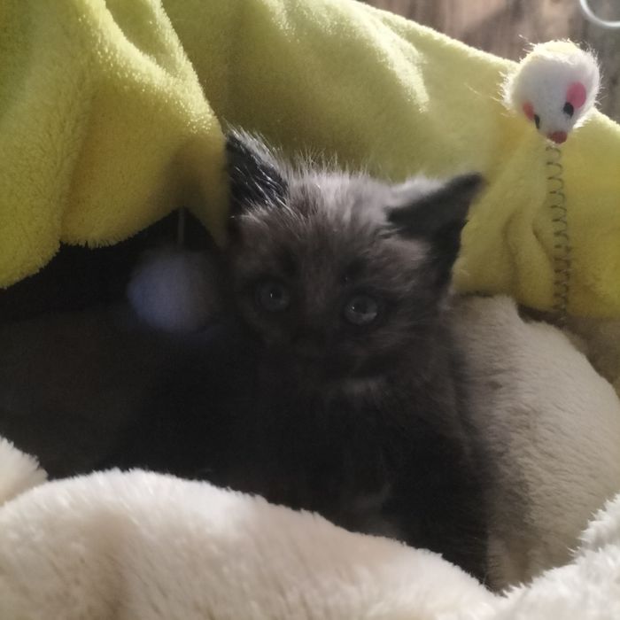 Очень красивая коша!!