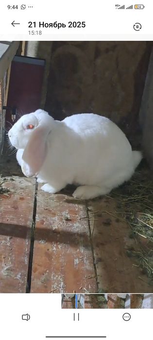 Здравствуйте  Французский баран кролик привозной из россия Албинос бел