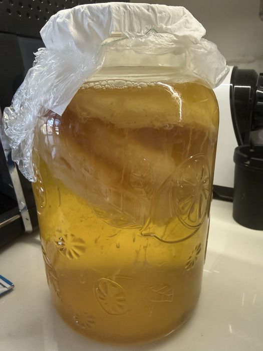 Гъба Комбуча (SCOBY) със стартерна течност – за домашна комбуча