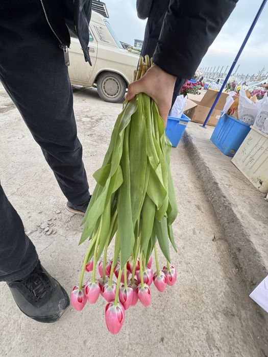 Lola Optomga  тюльпан