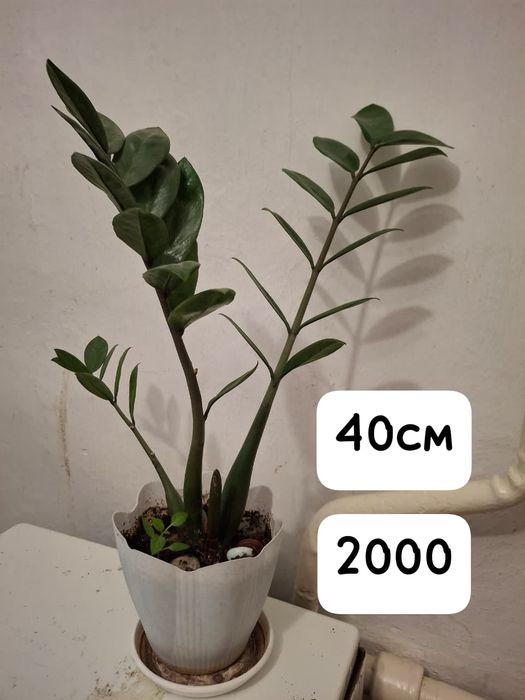 Продам замиокулькас