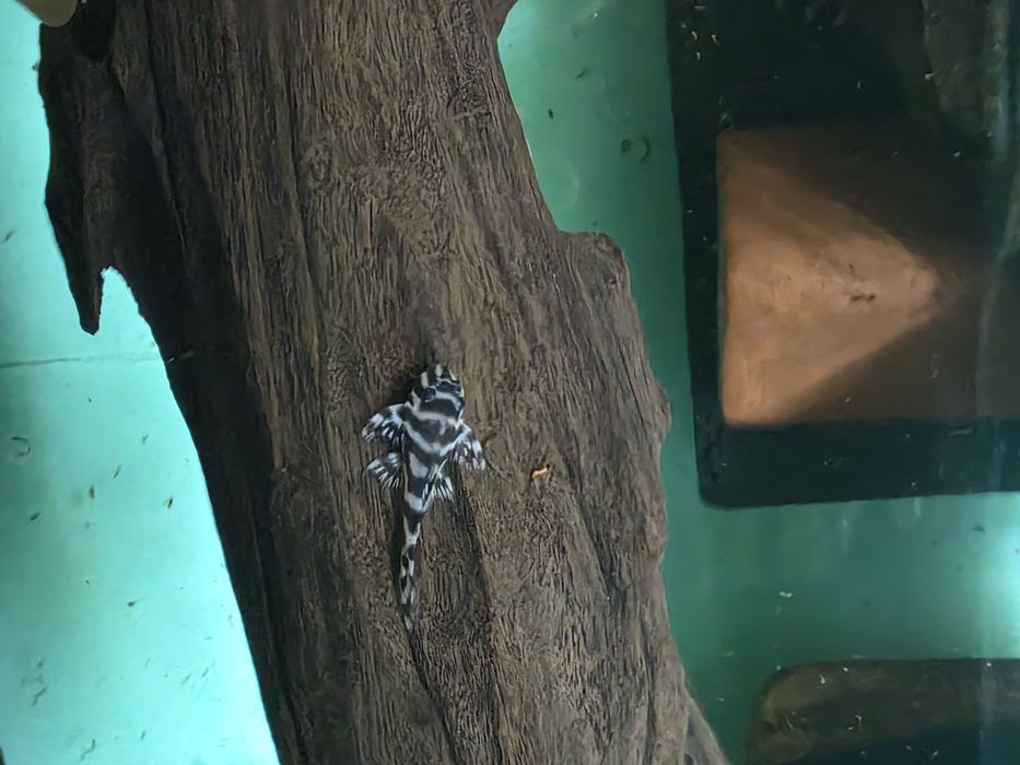 L236 pleco 3+ см.