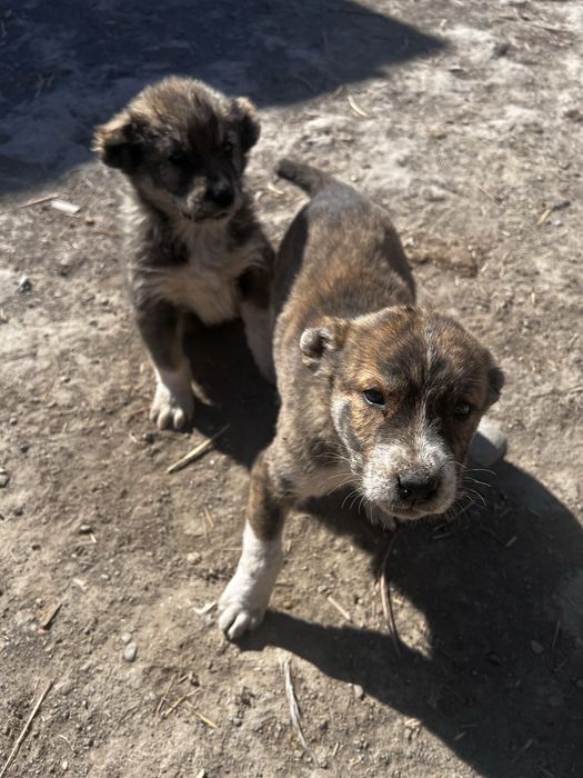 Щенки Алабай девочки, ұрғашы