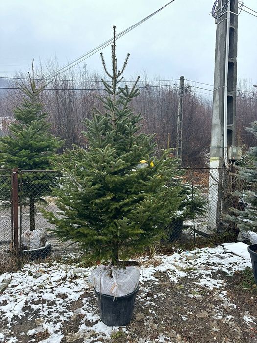 Brad verde cu radacină