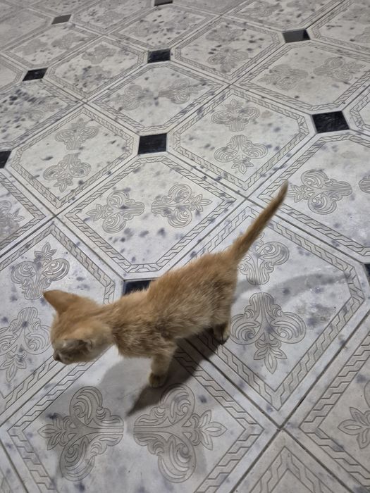 котенок отдам даром