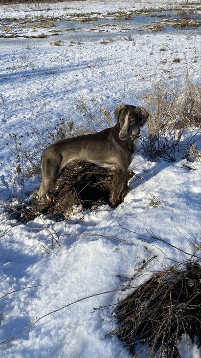 Құмай тазы сатылады