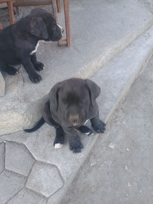 Кане Корсо продавам