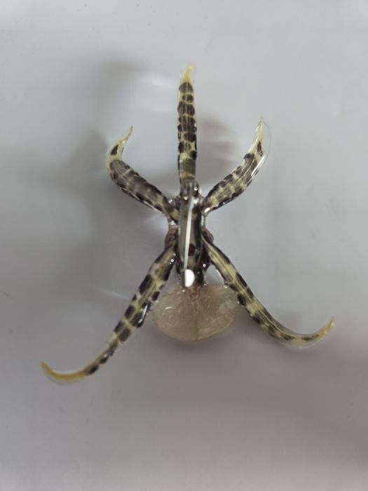 Брошки с естествен цвят на орхидея.